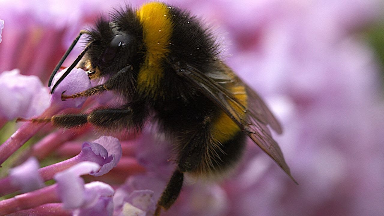 Rescuing a drowning bee