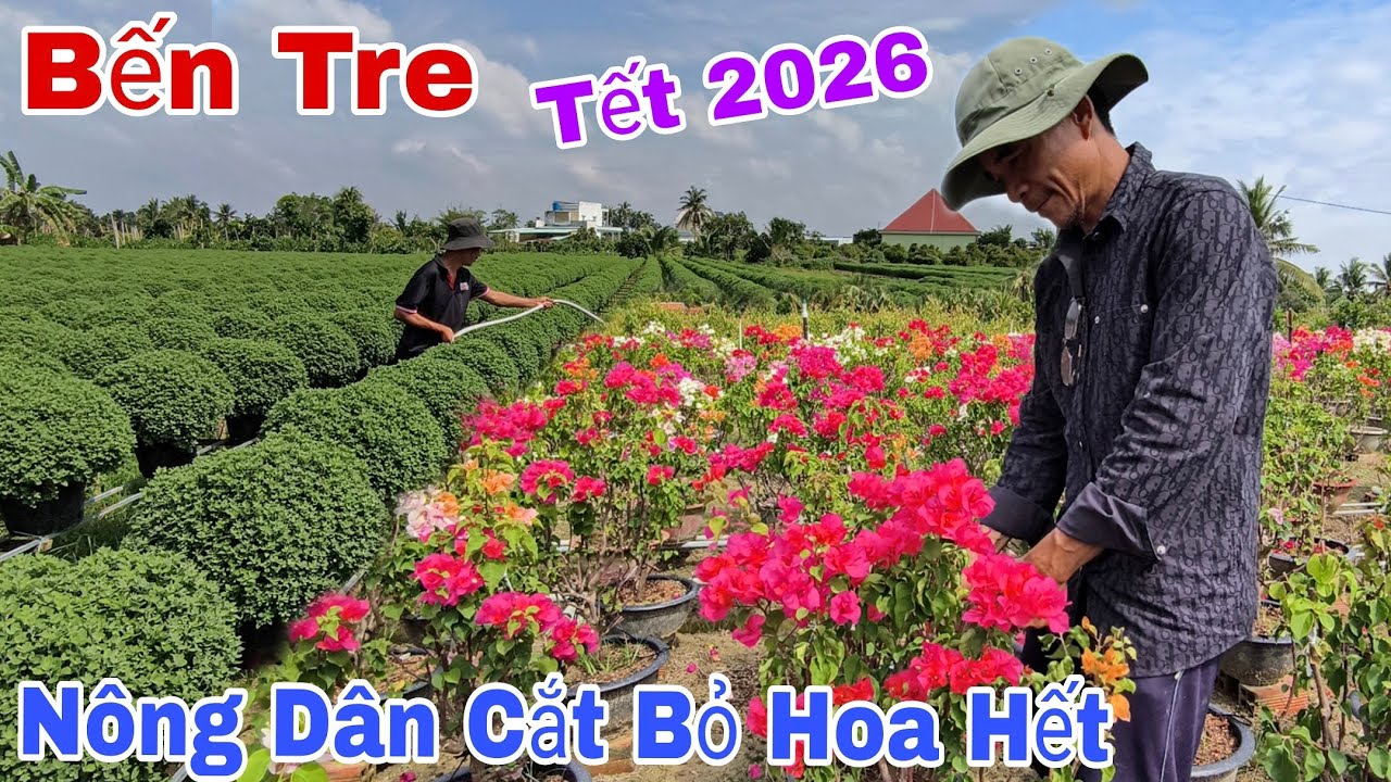 TẾT 2026 Làng Hoa Chợ Lánh Bến Tre Nhộn Nhịp Đón Xuân, Người Dân Cắt Bỏ Hoa Giấy Vì Điều Này