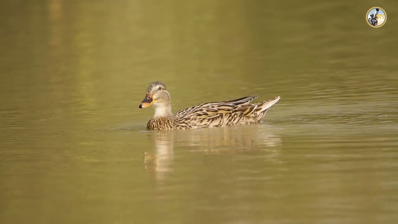 Mallard duck🦆 ❤️ Story