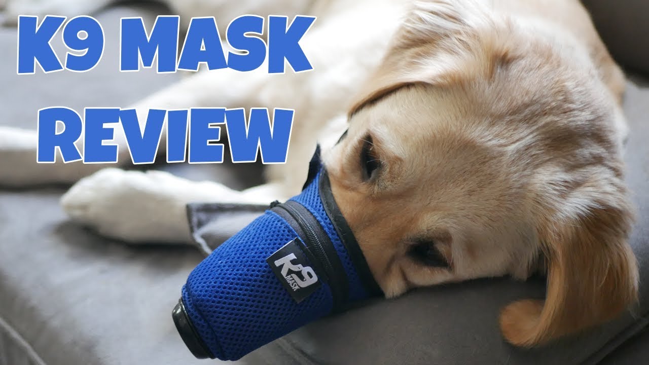 Dog Anti Air Pollution Mask // K9 Mask Dog Air Filter Review // Smoke Mask For Dogs