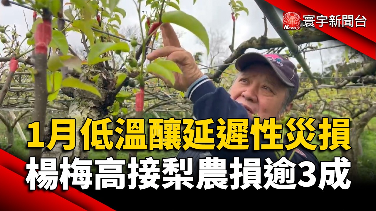 1月低溫釀延遲性災損 楊梅高接梨農損逾3成｜#寰宇新聞@globalnewstw