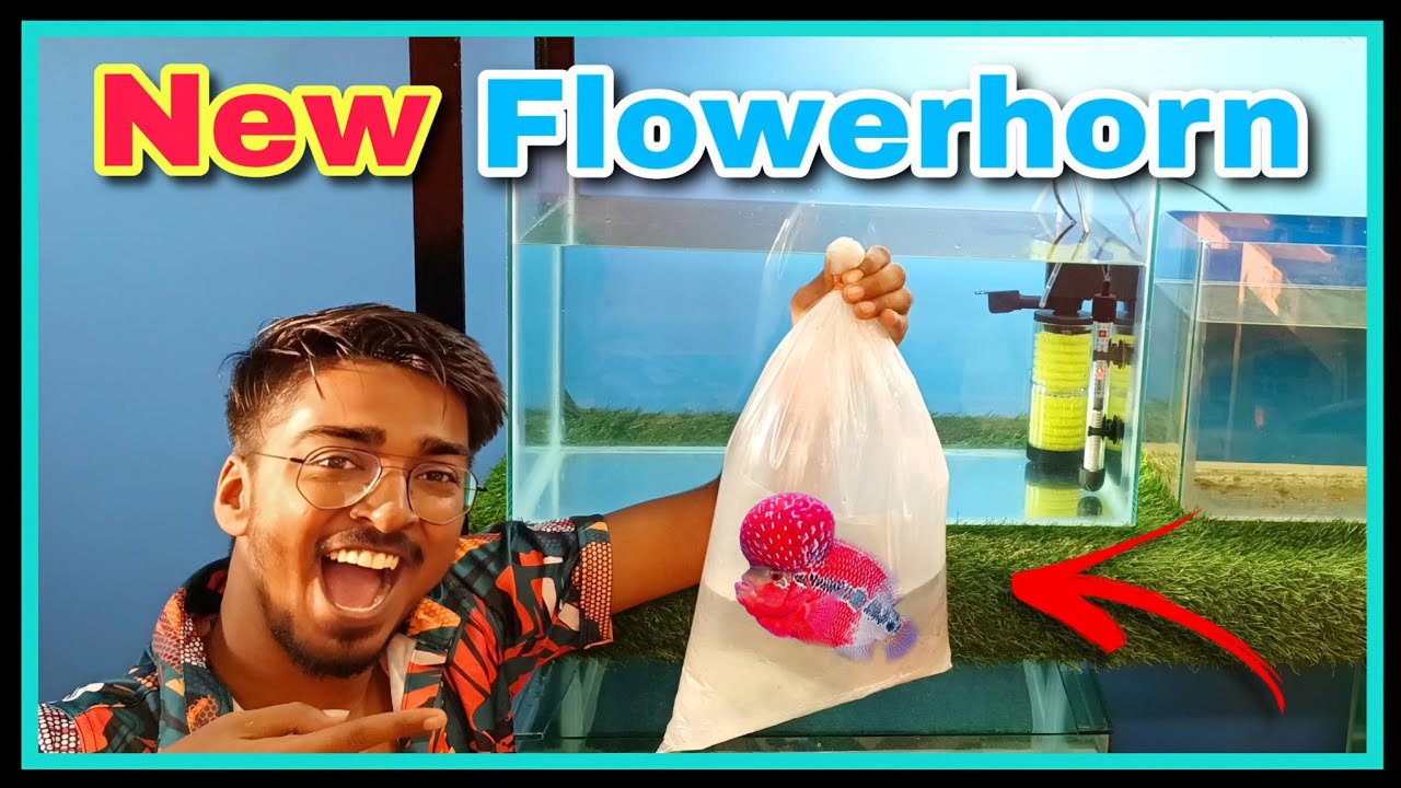 How I Get My Dream Fish " FlowerHorn " || FlowerHorn Tank Setup | Disease Treatment | Care Tips