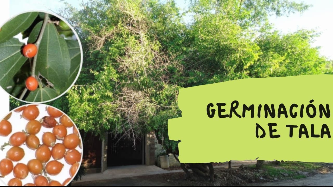 Como germinar semillas del &aacute;rbol nativo TALA - ARGENTINA