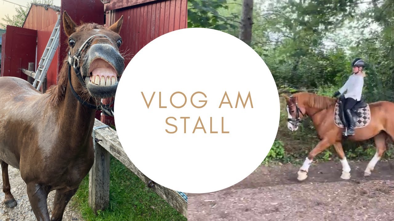 Vlog am Stall I Endlich wieder Kleini reiten I Ausritt I drei Ponys reiten I LILGRO