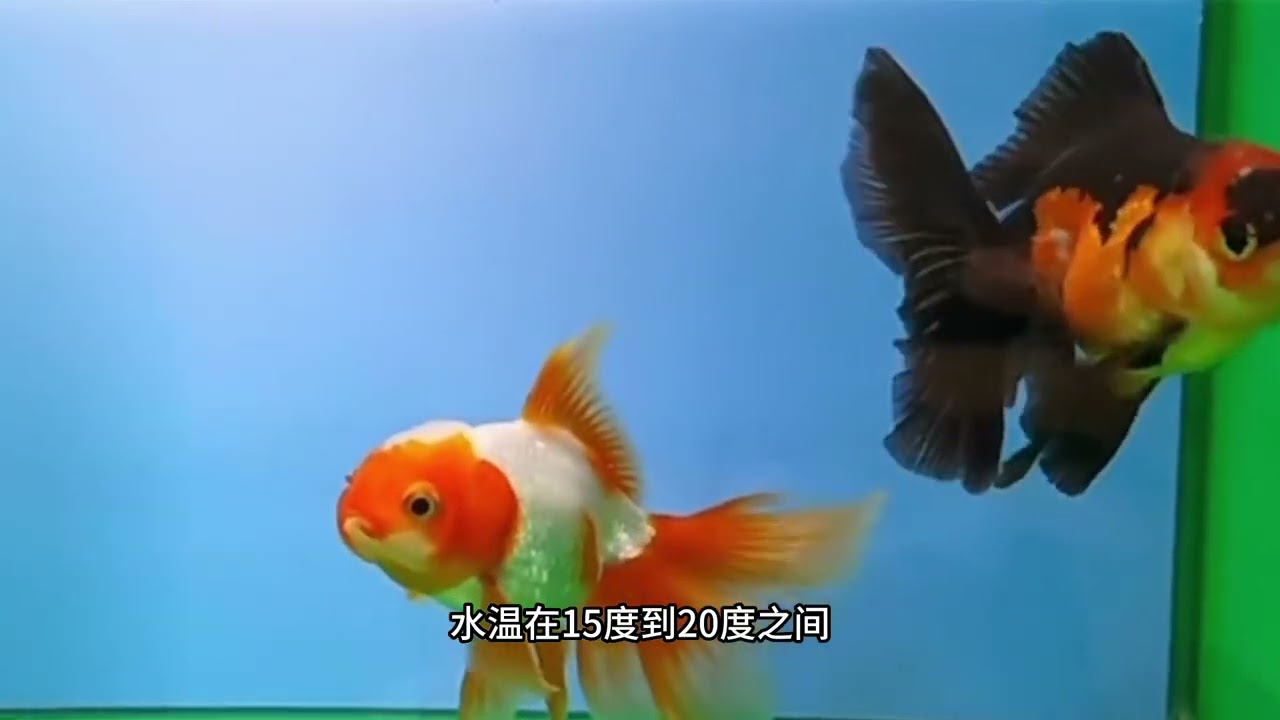 白点的症状和解决方法