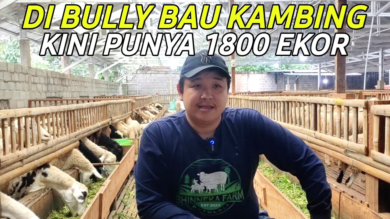 SUKSES BREEDING DOMBA 1800 EKOR PAKAN HIJAUAN SEGAR PAKCHONG DAN KONSENTRAT | BHINEKA FARM BOYOLALI