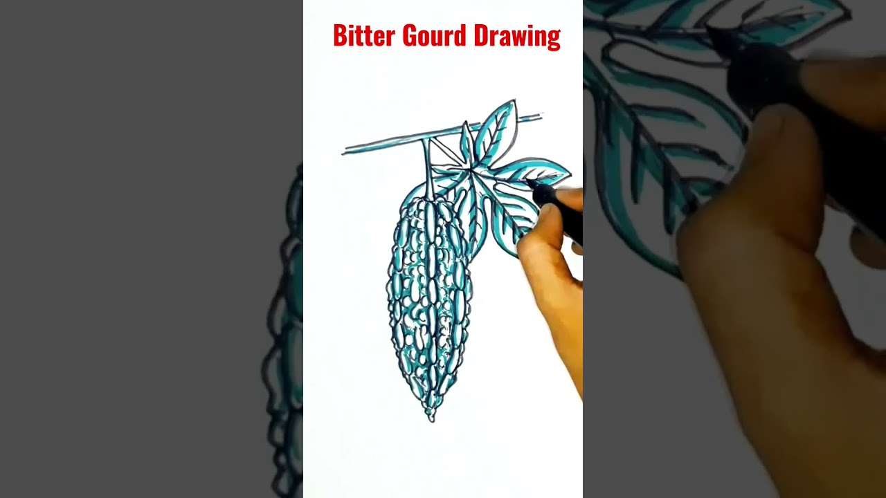 Bitter Gourd Drawing #shorts #artist #drawing #drawingforkids #painting #short #art #easydrawing