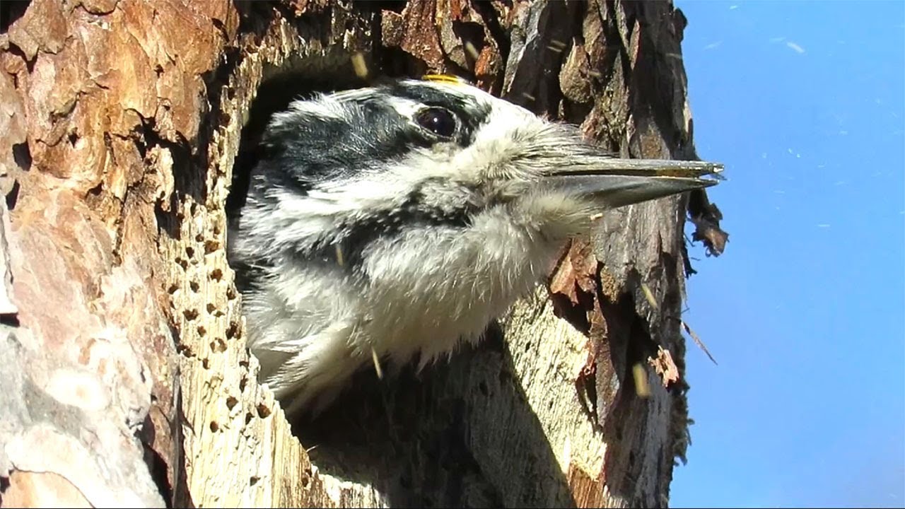 Дятел делает дупло в сосне, Woodpecker makes a hollow in pine