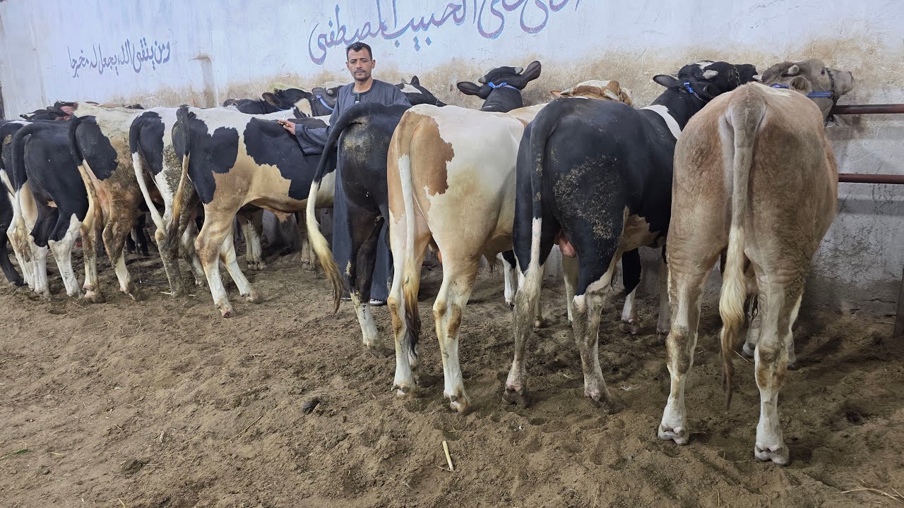 سيب اللي في ايدك وتعالى شوف بنفسك أبطال التسمين سلالات التحويل العالي البيور الأصلي علي أبوه