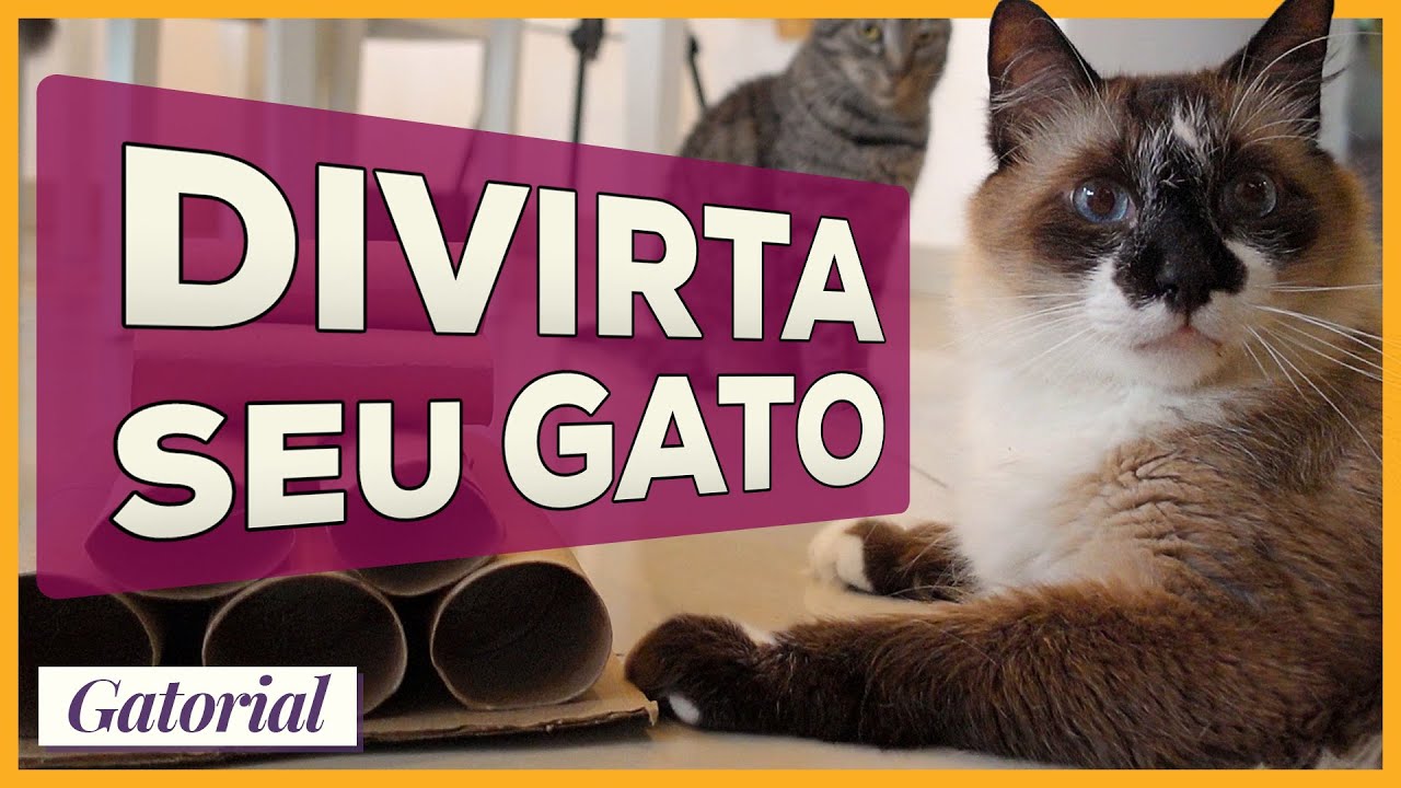 Como Divertir um Gato | Gatorial Dreamies