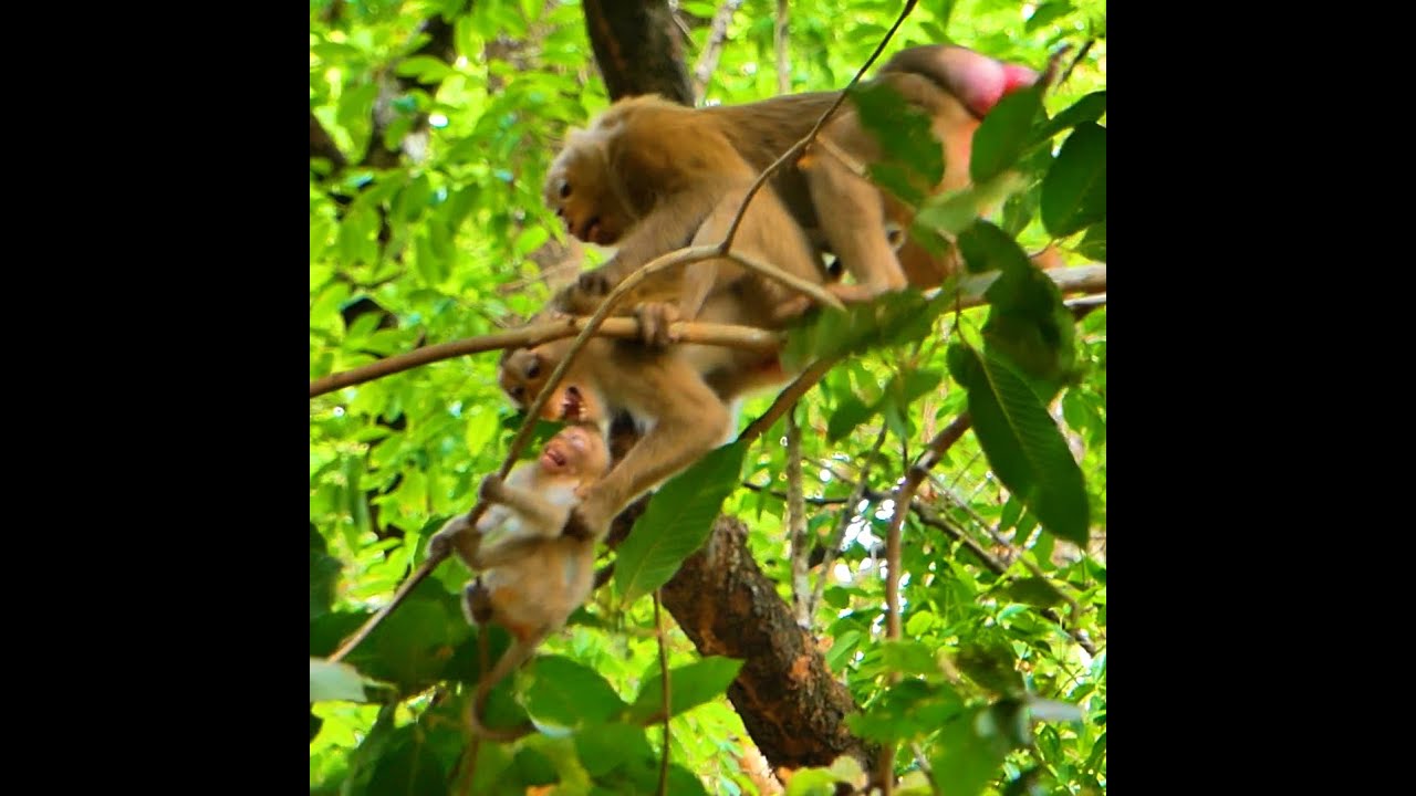 Ashley Attacked Tail Libby, Defeating Her She Noticed Libby Biting Rainbow