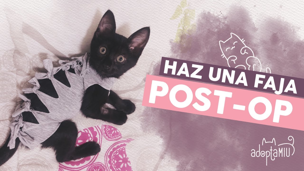 Cómo Hacer Fajas (Body) Post Operatorio Para Gatas