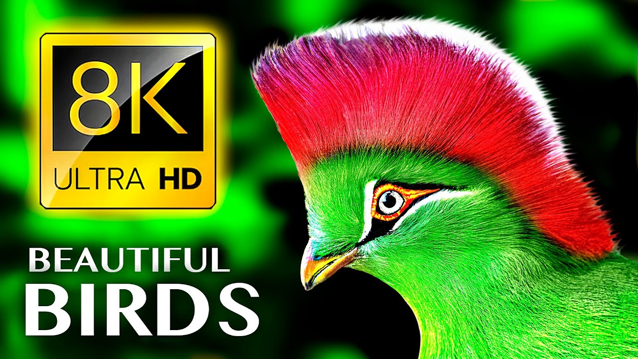 Величайшая КОЛЛЕКЦИЯ ПТИЦ в 8K 60FPS HDR