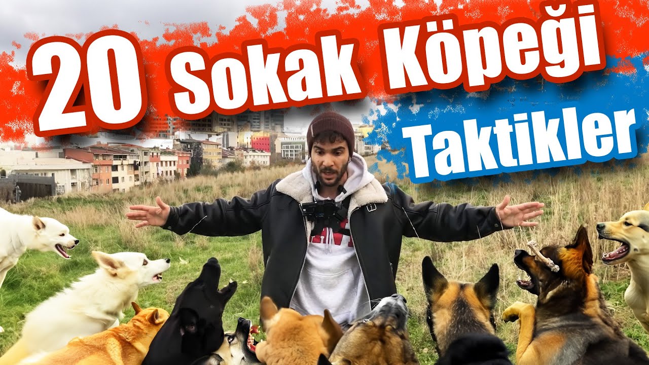 20 Sokak Köpeği Arasından Nasıl Geçilir ?  Taktikler ! Çözümler !