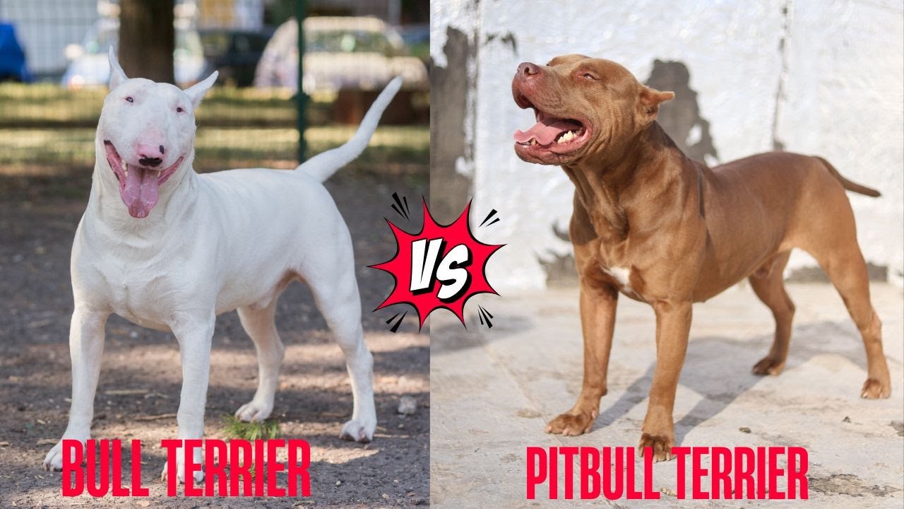 Bull Terrier VS Pitbull Terrier