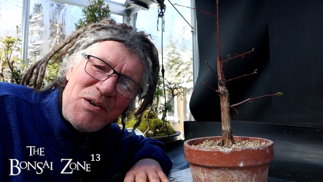 Пересадка моего болотного кипариса, зона бонсай, март 2026 г.