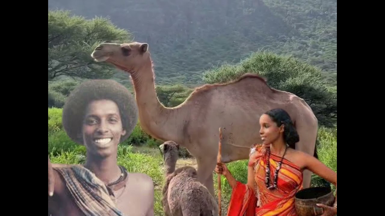 Jiib cusub Afyaal madeey caliyow amaan beesha Boqolhore_Yalale❤️🐪