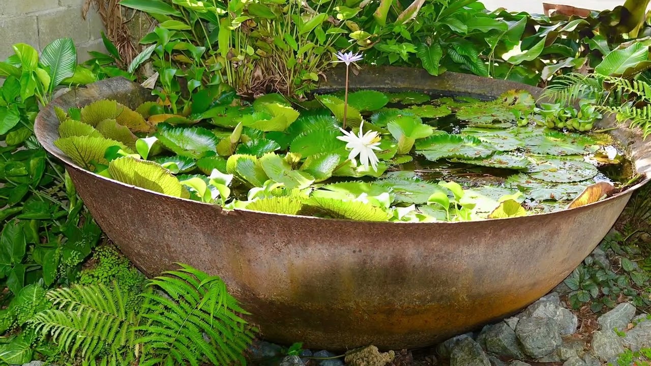 Man made wetlands at Samaan Grove Tobago