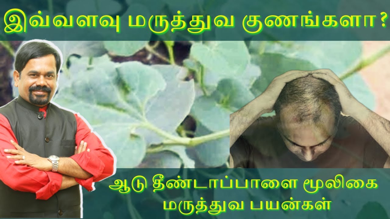 ஆடு தீண்டாப்பாளை மூலிகை சாப்பிடலாமா? ஆடு தீண்டாப்பாளை பயன்கள்| Hair Loss Remedy | விஷக்கடி #poison