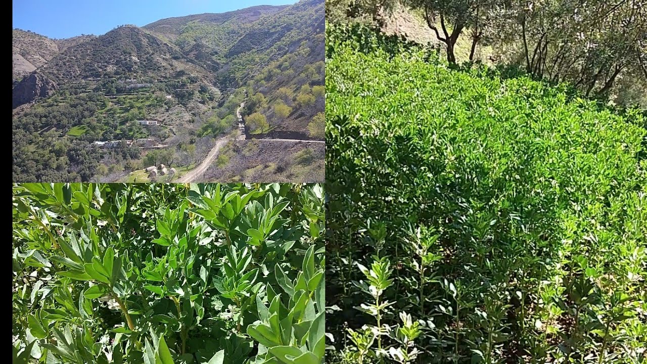 مناظر جبلية رائعة 👍تريح النفس لمنطقة بني بشير