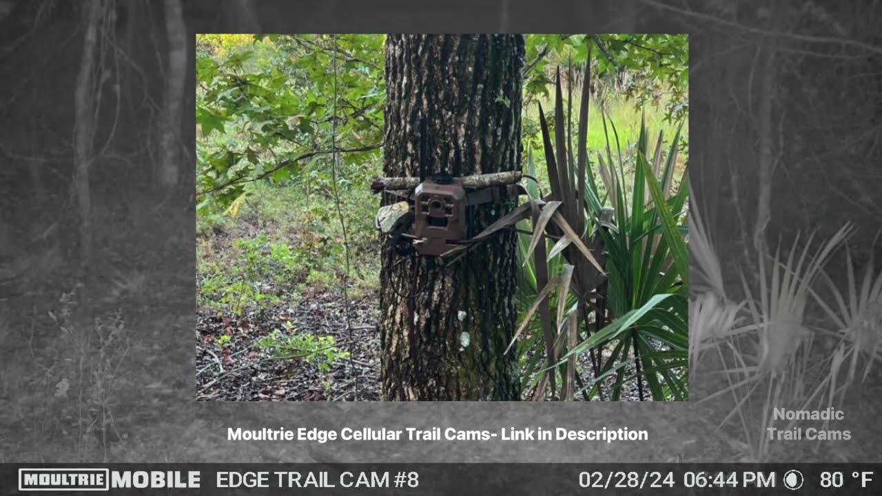 Trail Cam Activity for March 2024 at Long Branch Park-Orlando, Florida