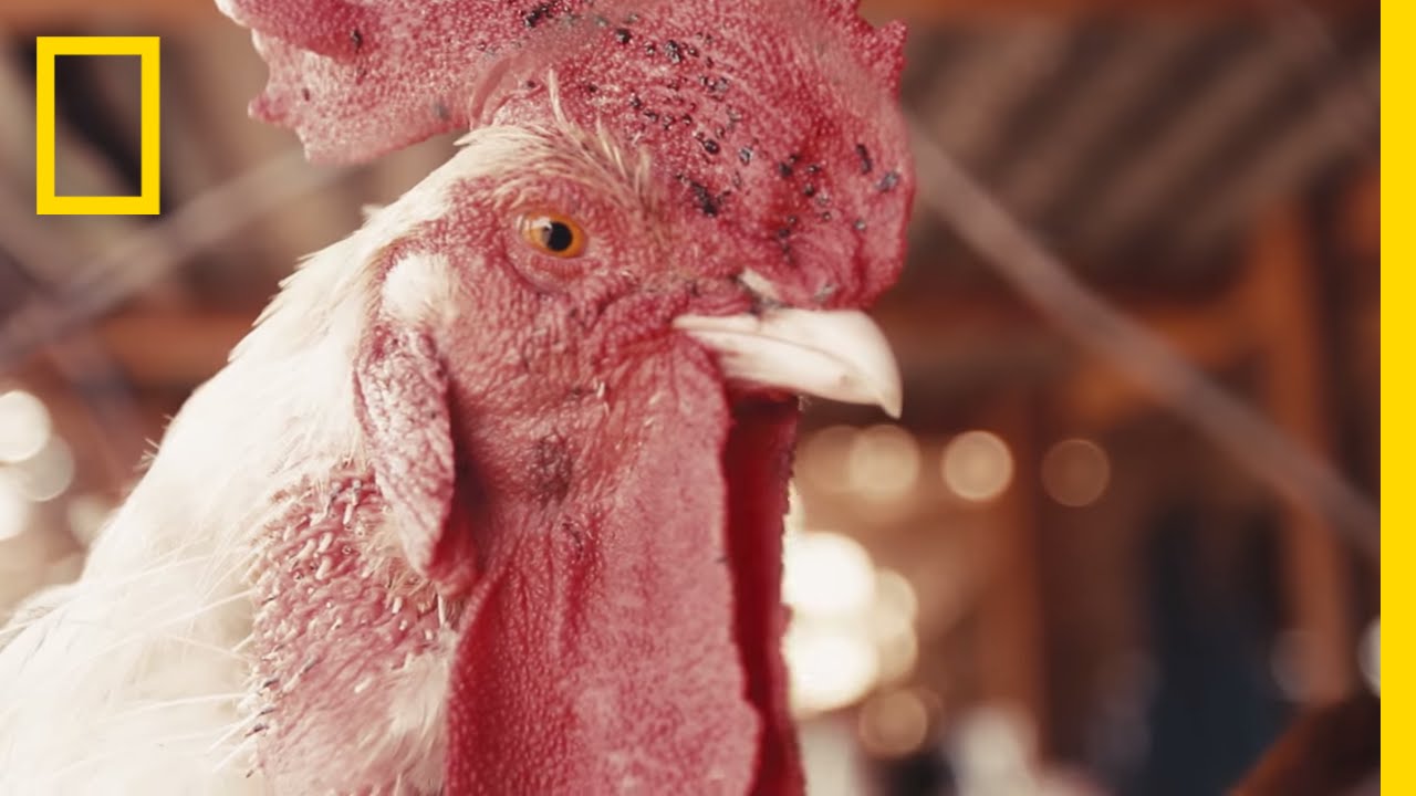 Making Street Food in Mali: From Coop to Plate | Short Film Showcase