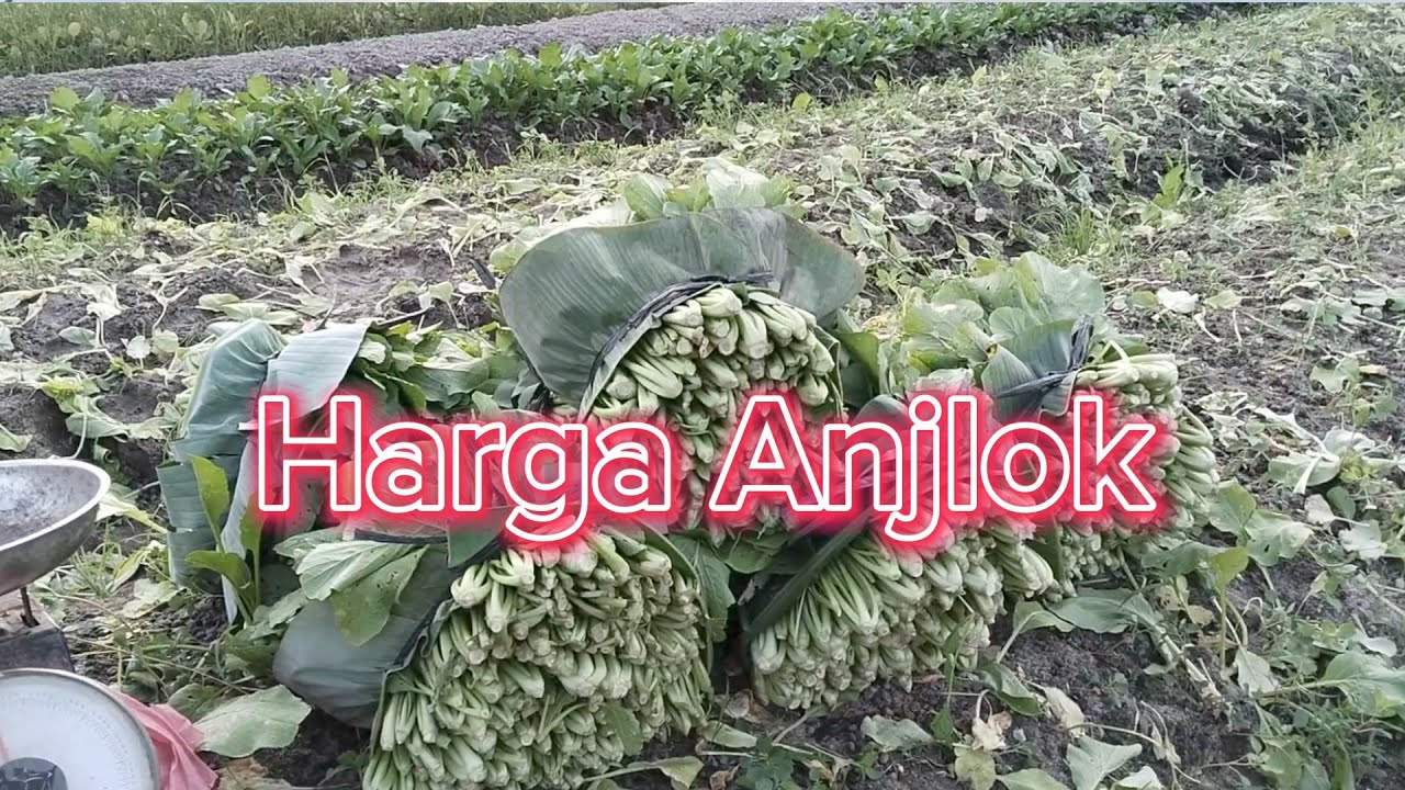 Musim Kemarau Harga Sayuran Turun 