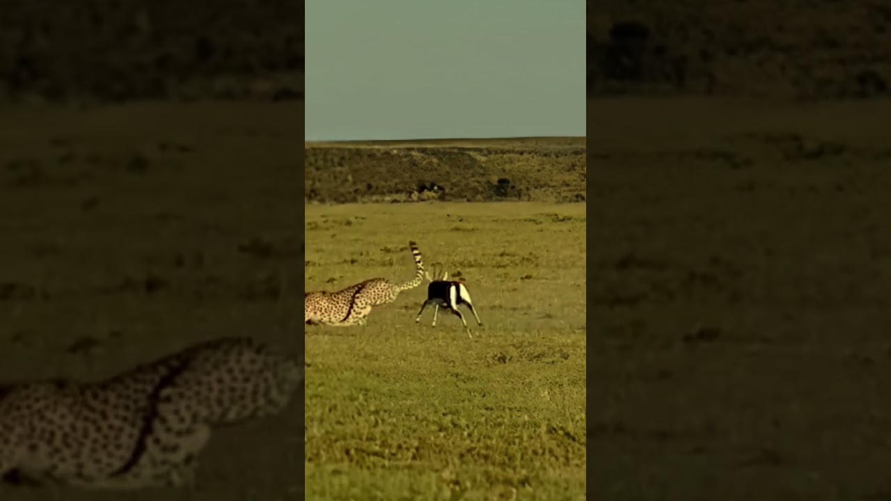 BabyAntelope Has NoChance to Escape from HighSpeed Cheetah Chase  #animals #wildlife #predatorvsprey