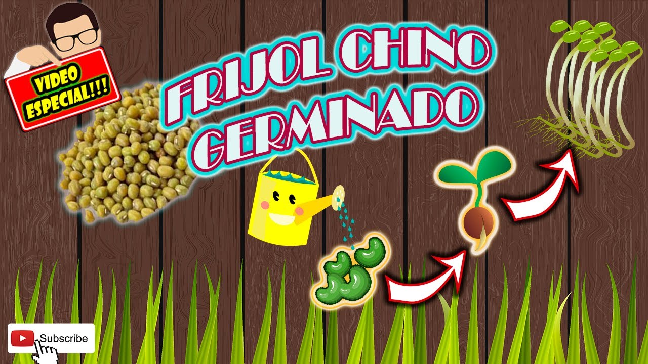 FORMA CORRECTA DE  GERMINAR FRIJOL CHINO