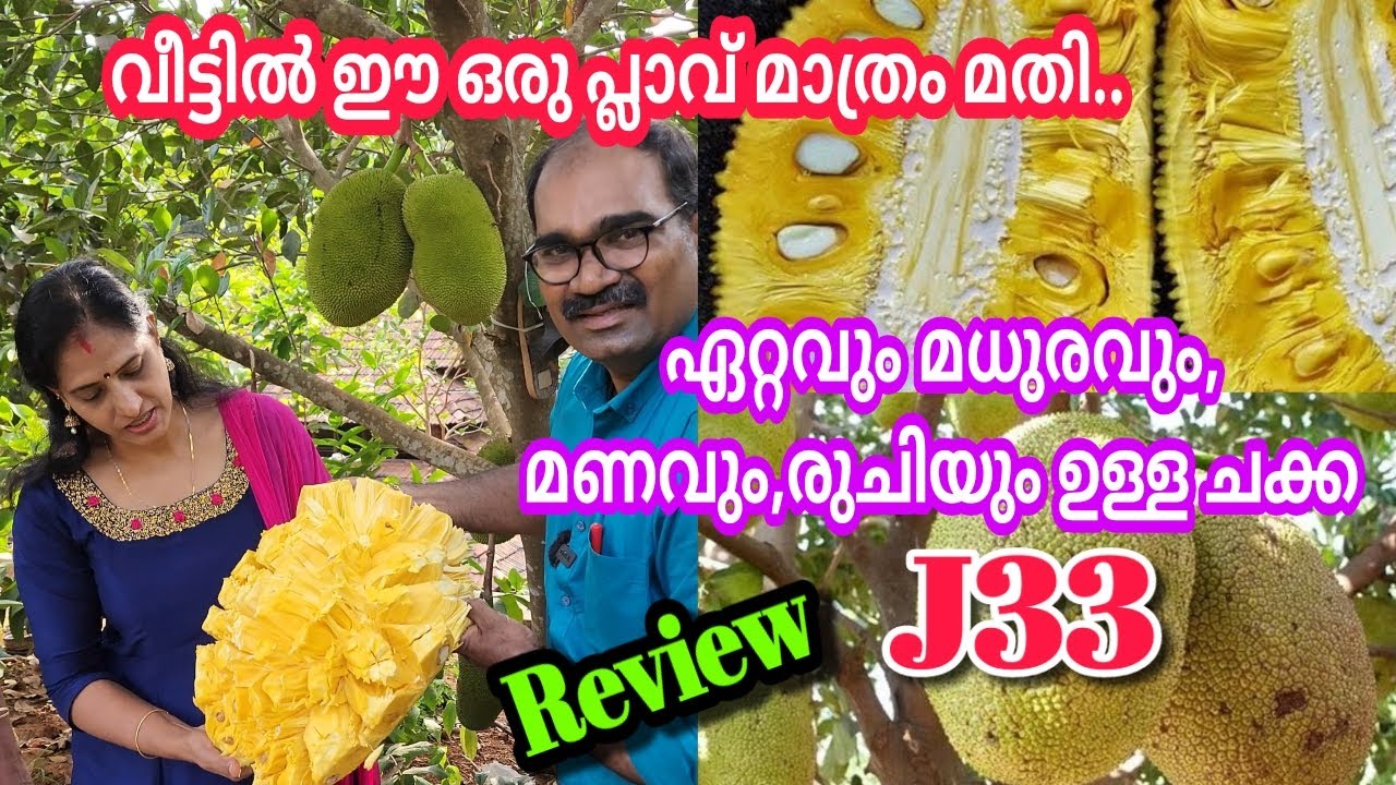 ഏറ്റവും നല്ല രുചിയും, മധുരവും, മണവും ഉള്ള ചക്ക /J33 Jackfruit Review #jackfruit