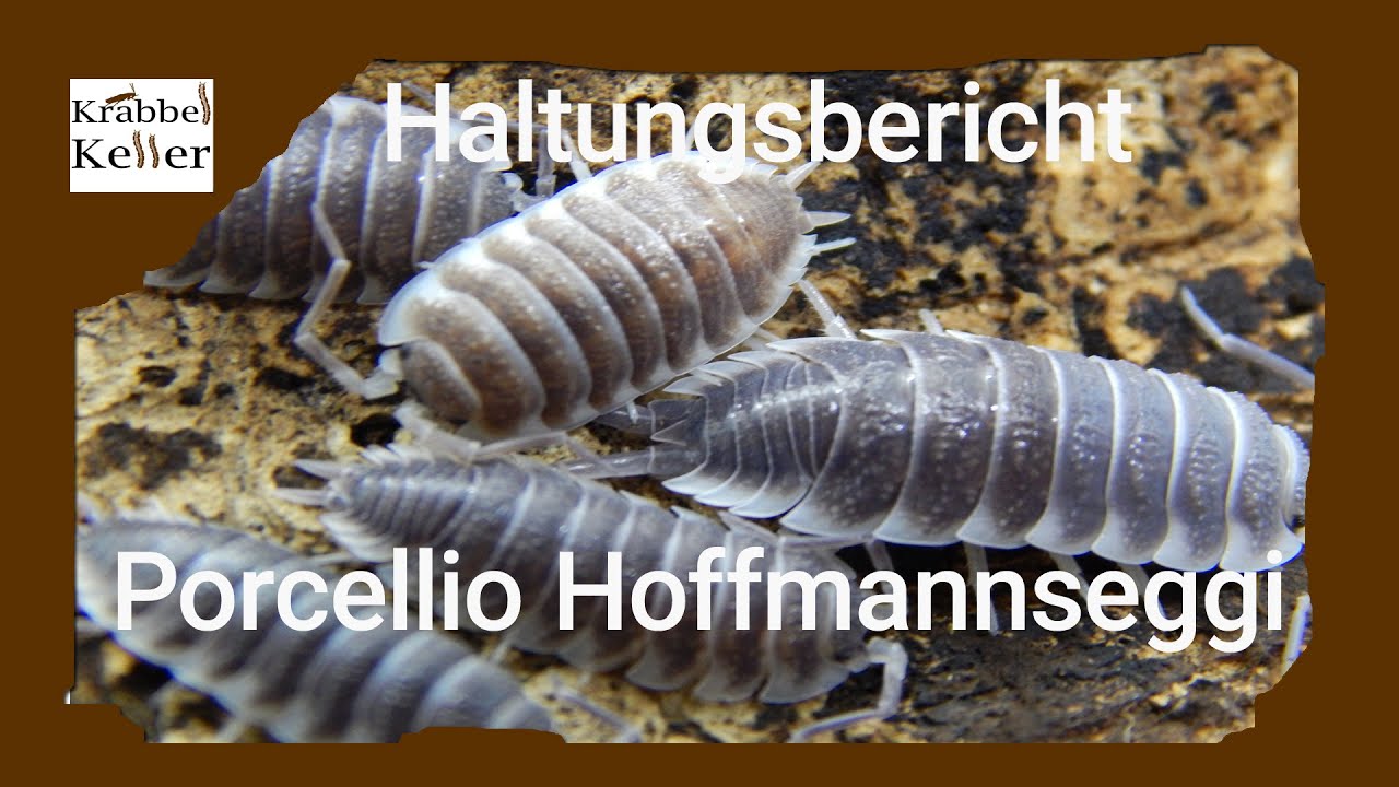 Haltungsbericht Porcellio Hoffmannseggi