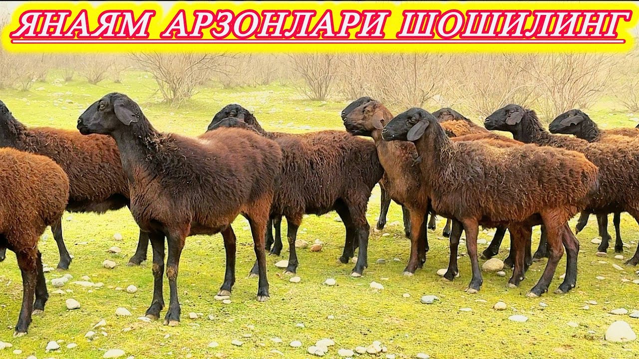 2025 НАРХИДА БАРАКАЛИ ҚЎЙЛАР 
