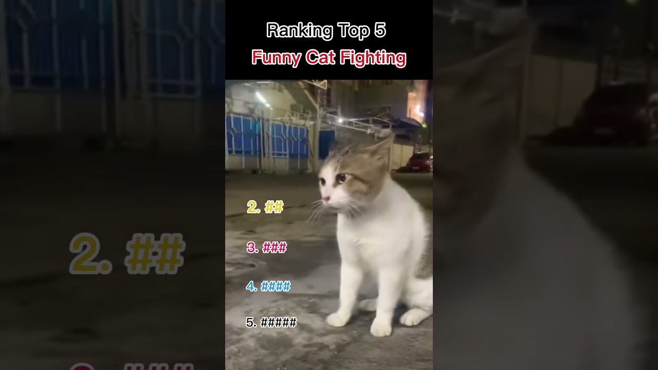 Ranking Funniest Cat Fight Moment 