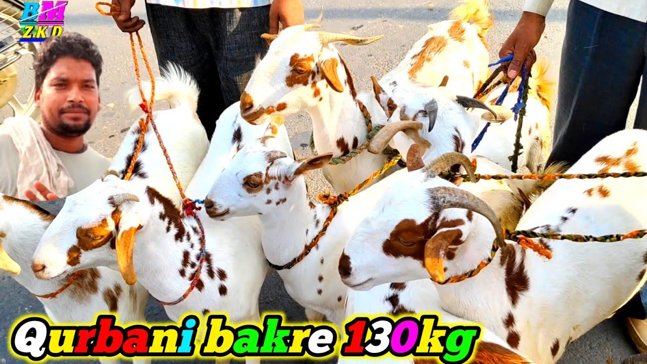 Jaswant nagar bakra mandi live update  May 7 2025 | Jaswantnagar Bakra Mandi Documentary Etawah goat