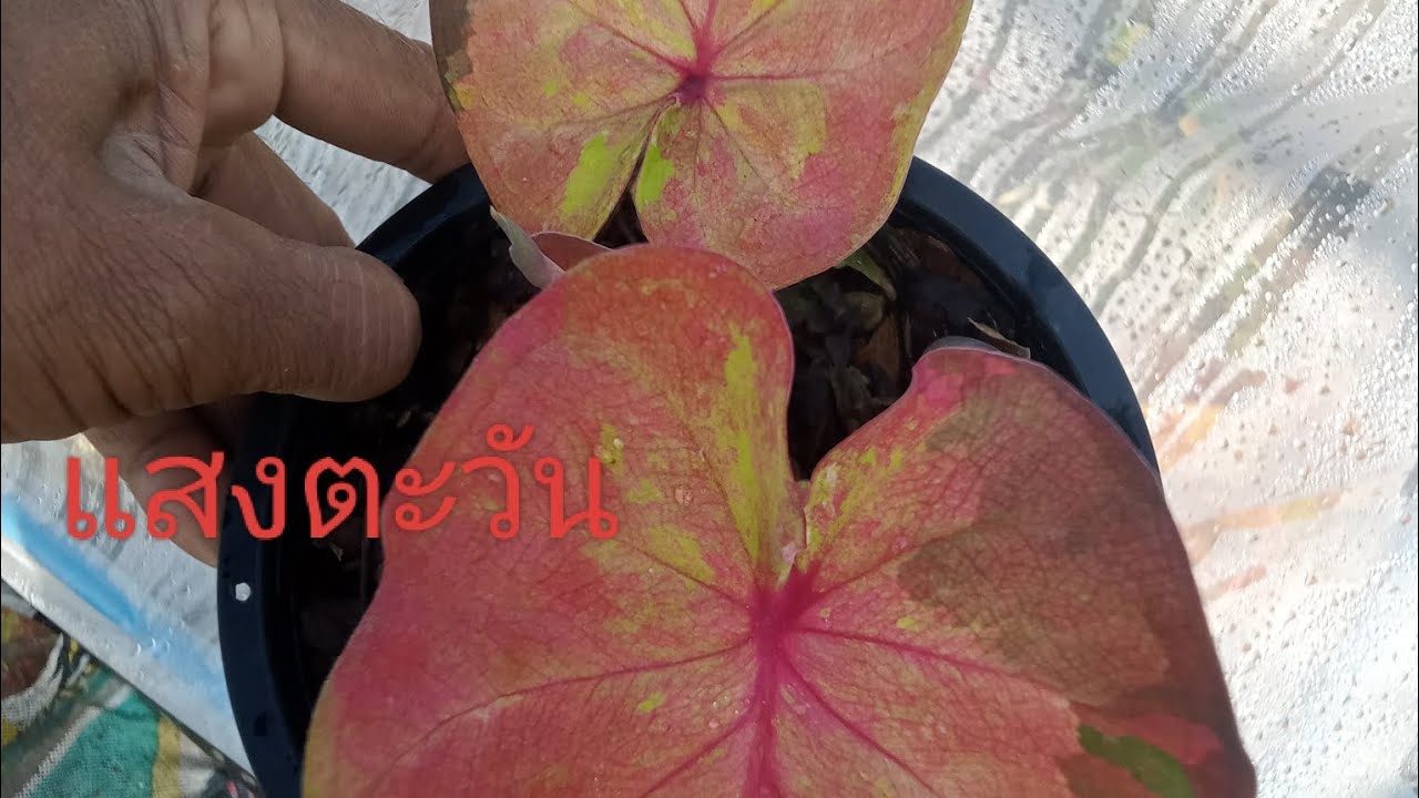 09-01-26 คนรักบอนสี บอนสีราคาแบ่งปันแอดไลน์ 062 818 0756 ครับ