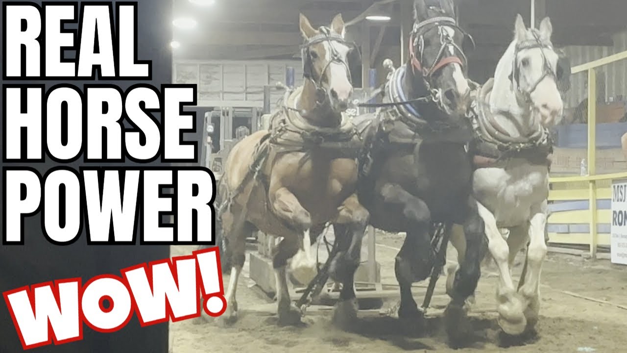 3 Horse Hitch Draft Horse Pulls!