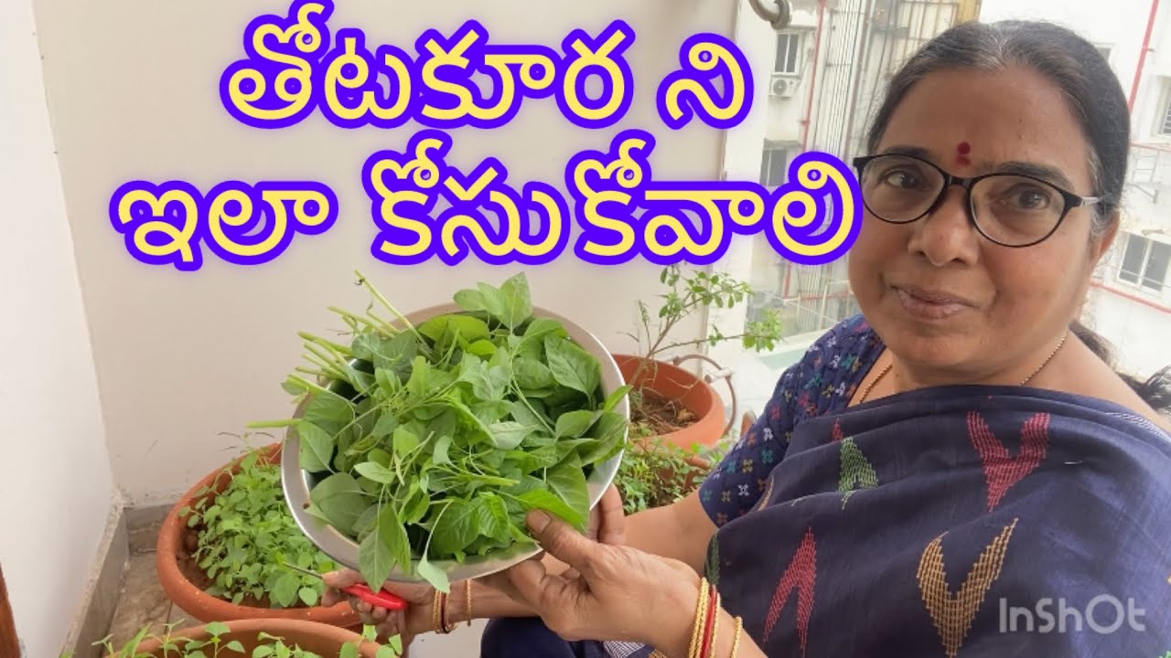 తోటకూర ఇలా కట్ చేసి తీసుకోవాలి @AdagarlaJhansi 