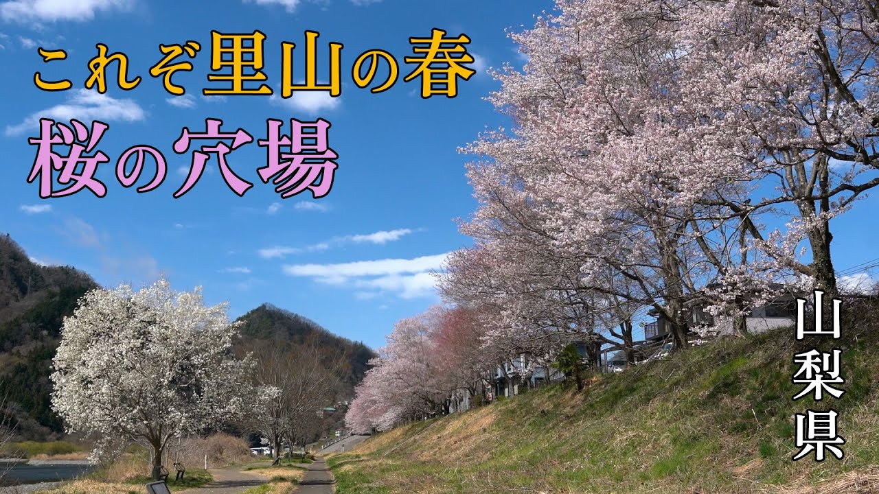 これぞ里山の春！山梨・桂川に咲く美しい桜たち｜上野原の隠れた花見スポット　Beautiful Cherry Blossoms Along the Katsura River in Yamanashi