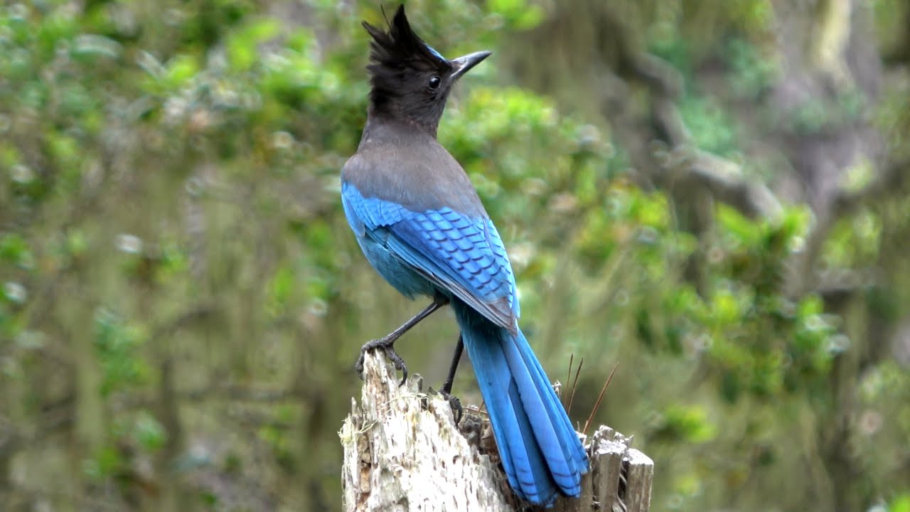Steller's Jay Mimics the sound of Hawk