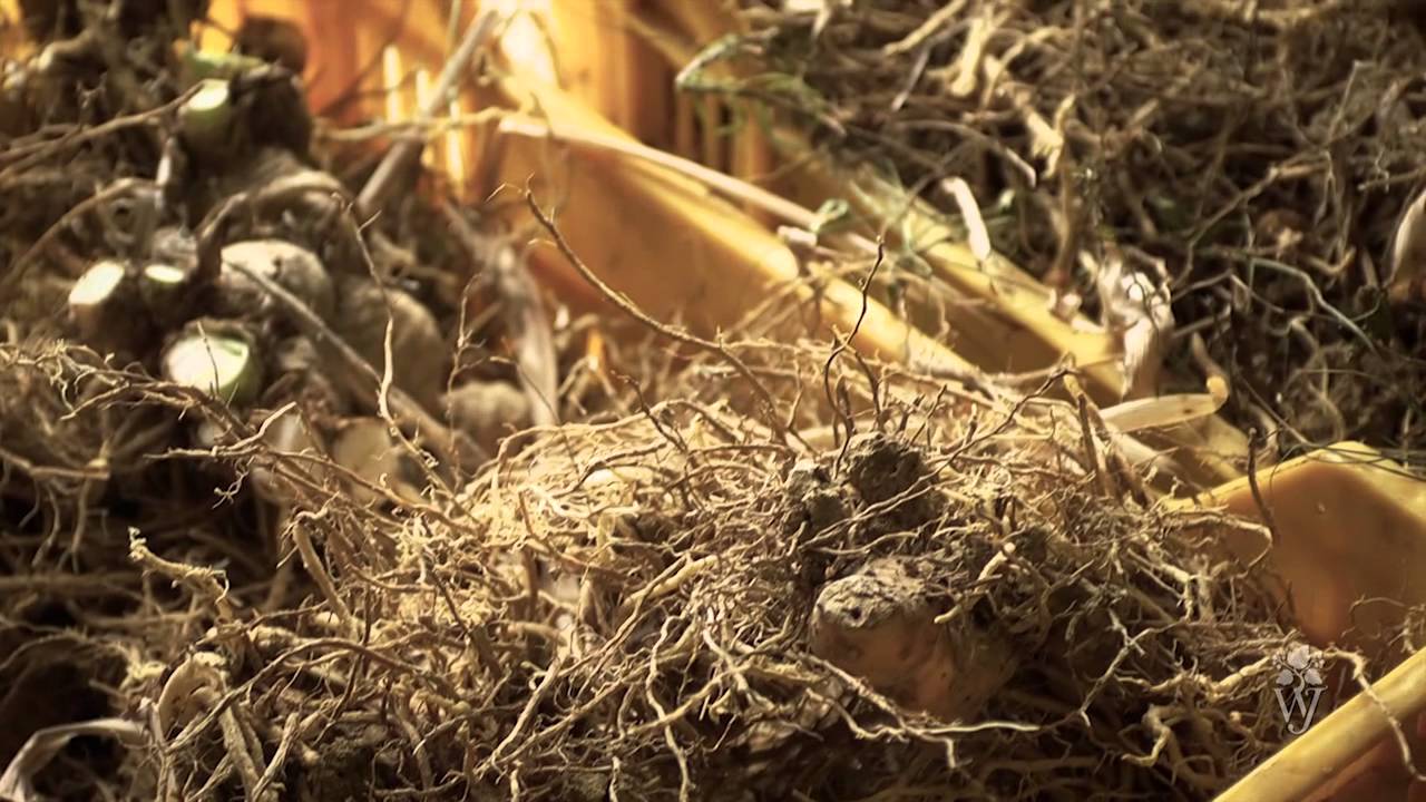 Florentine Orris Root Processing