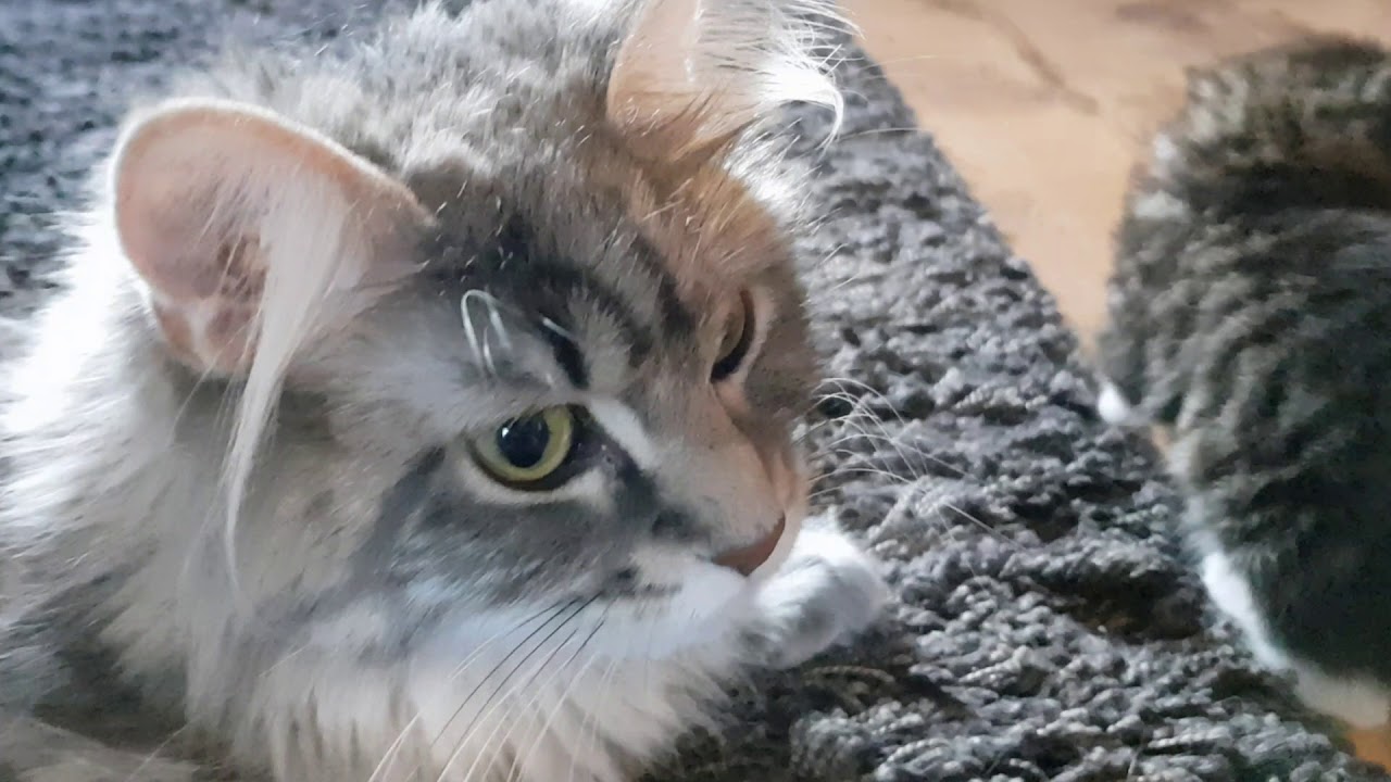 Кошка мейн-кун | Мать разговаривает со своими котятами