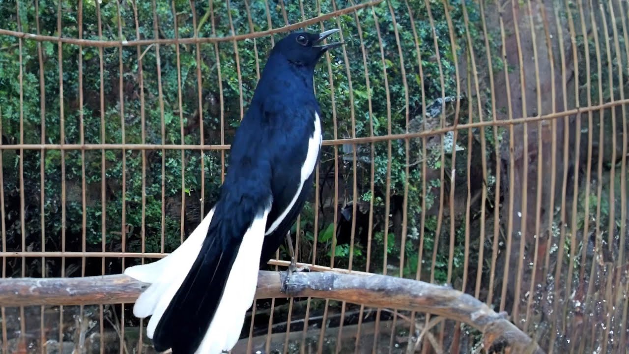 Hót Đấu Kích Trống Căng Lửa || Luyện Giọng Chòe Than || Kacer | Kích Choè Than Hót