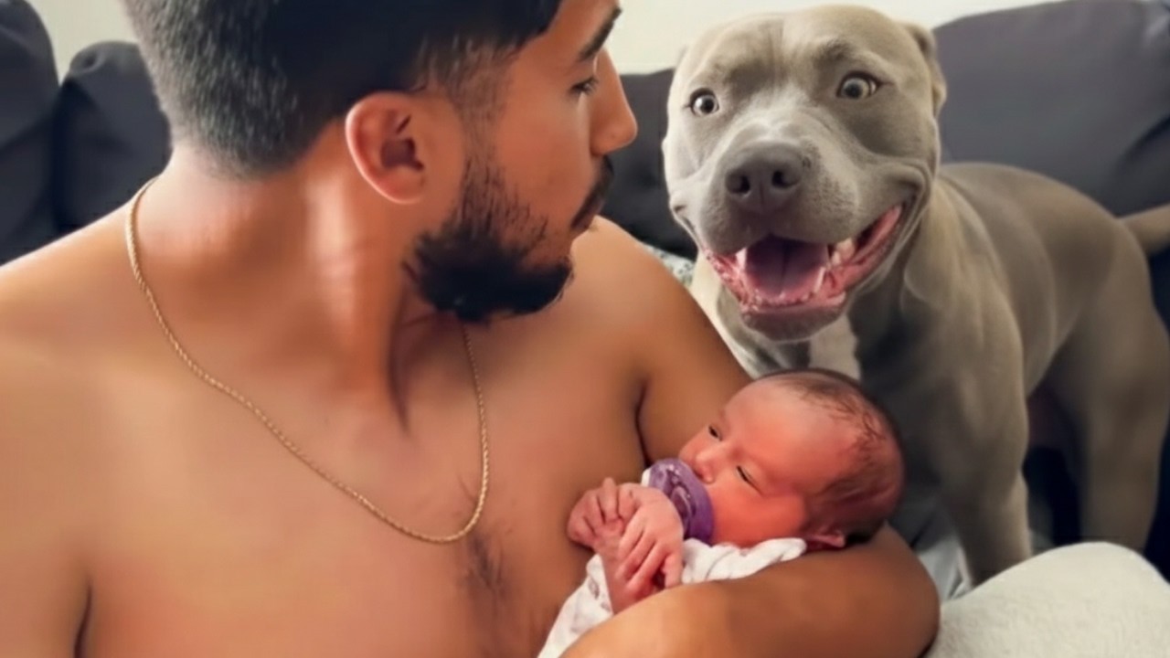 Моя энергичная собака пристально смотрела на моего новорожденного ребенка — то, что она сделала д...