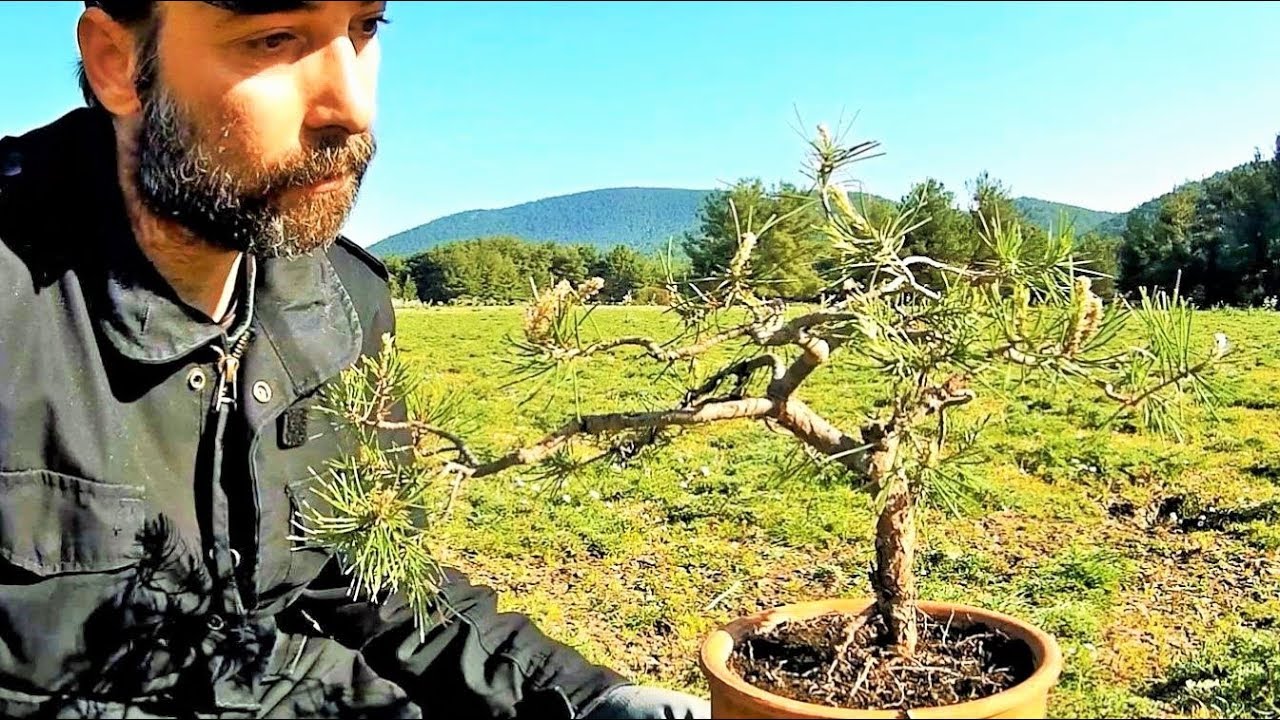 How To Collect Material For Bonsai: The Pine Tree Yamadori Wire Removing (Pinus brutia) Ep. 3