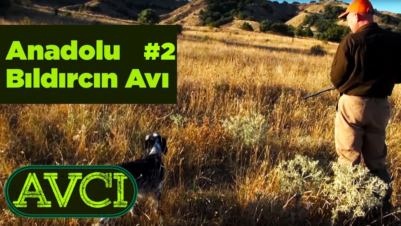 Anadolu Bıldırcın Avı 2 Avcı - Yaban Tv