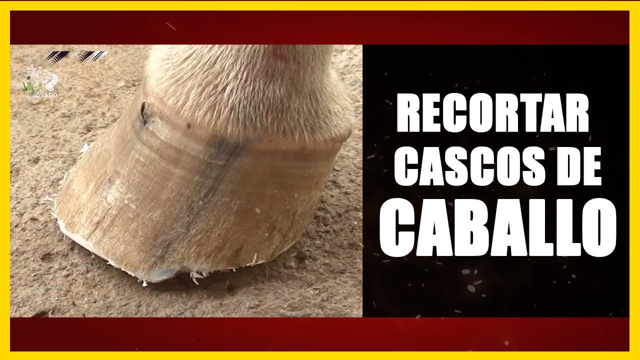 ✅🐴Como Recortar Pezuñas de un Caballo - Recorte de Cascos Caballo