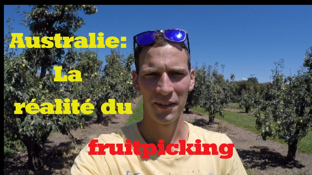 Fruitpicking en Australie la réalité.