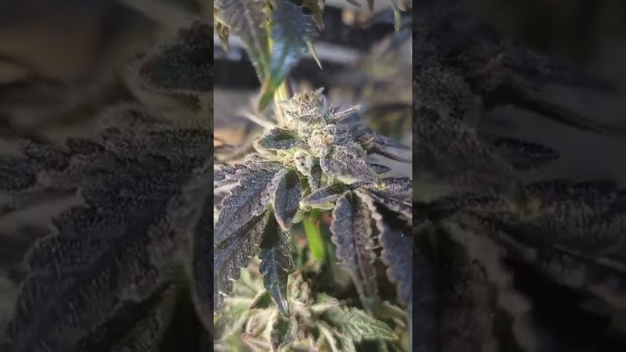 Granny's Apple Fritter - Elev8seeds