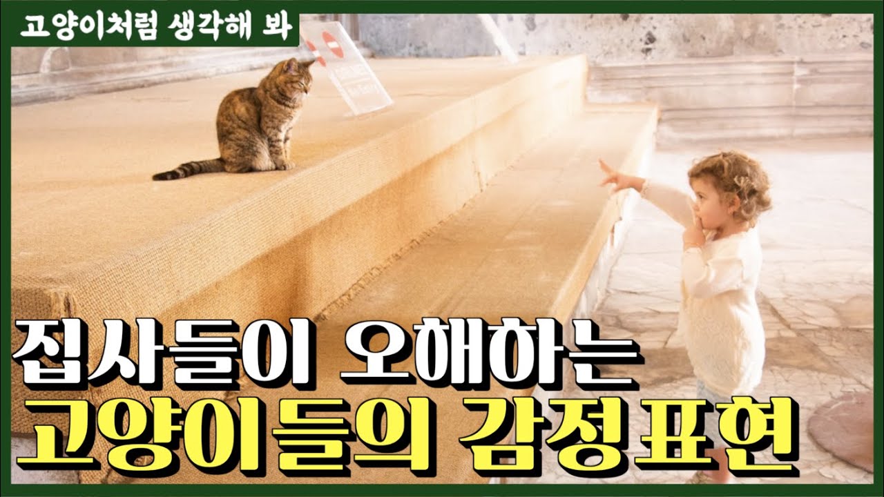 집사들이 오해하는 고양이들의 감정표현 | 꾹꾹이 부터 우리는 오해를 하고 있었다 !! 충격 주의