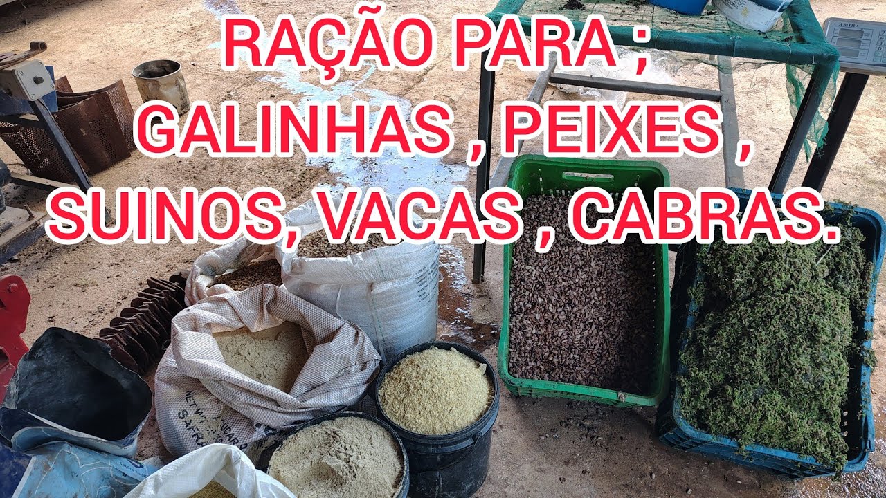 RAÇÃO CASEIRA PARA;  GALINHAS , PEIXES ,PORCOS , VACAS ,COELHOS ,CABRAS E OUTROS